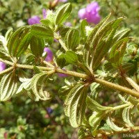 Osbeckia parvifolia Arn.